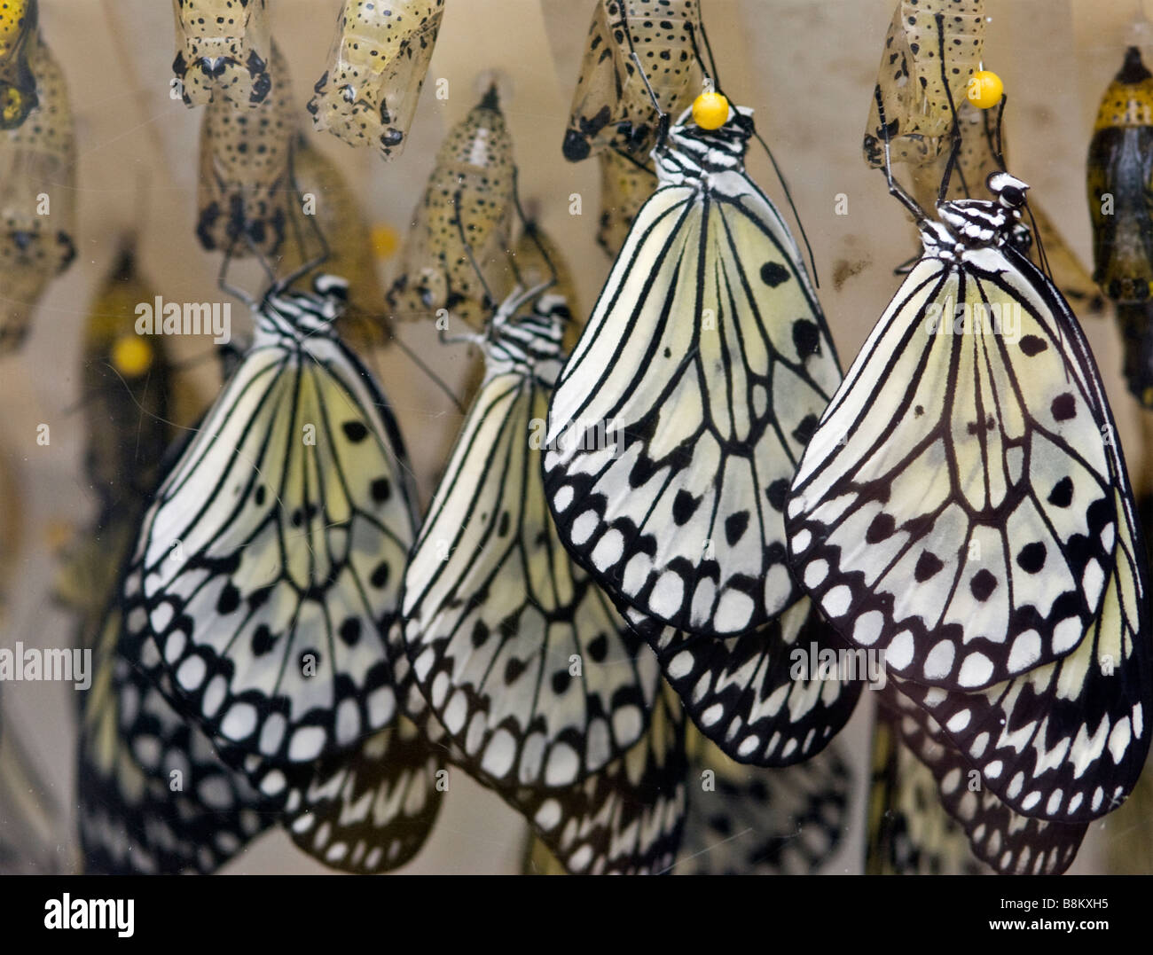 Tree nymph butterflies emerging from chrysalis Stock Photo
