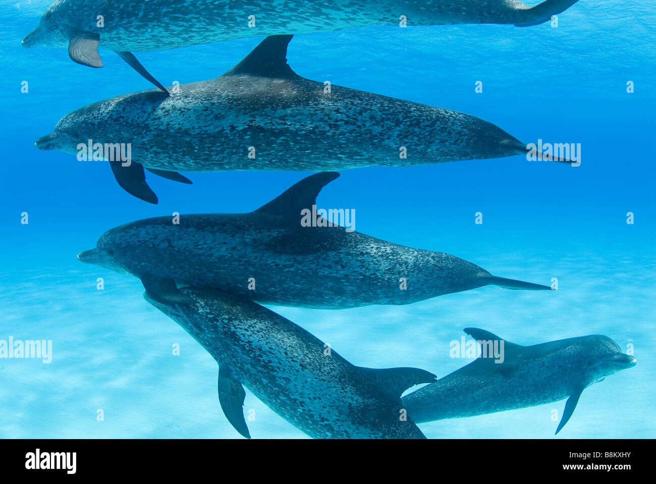 spotted dolphins Stenella sp Atlantic Ocean Bahamas Stock Photo