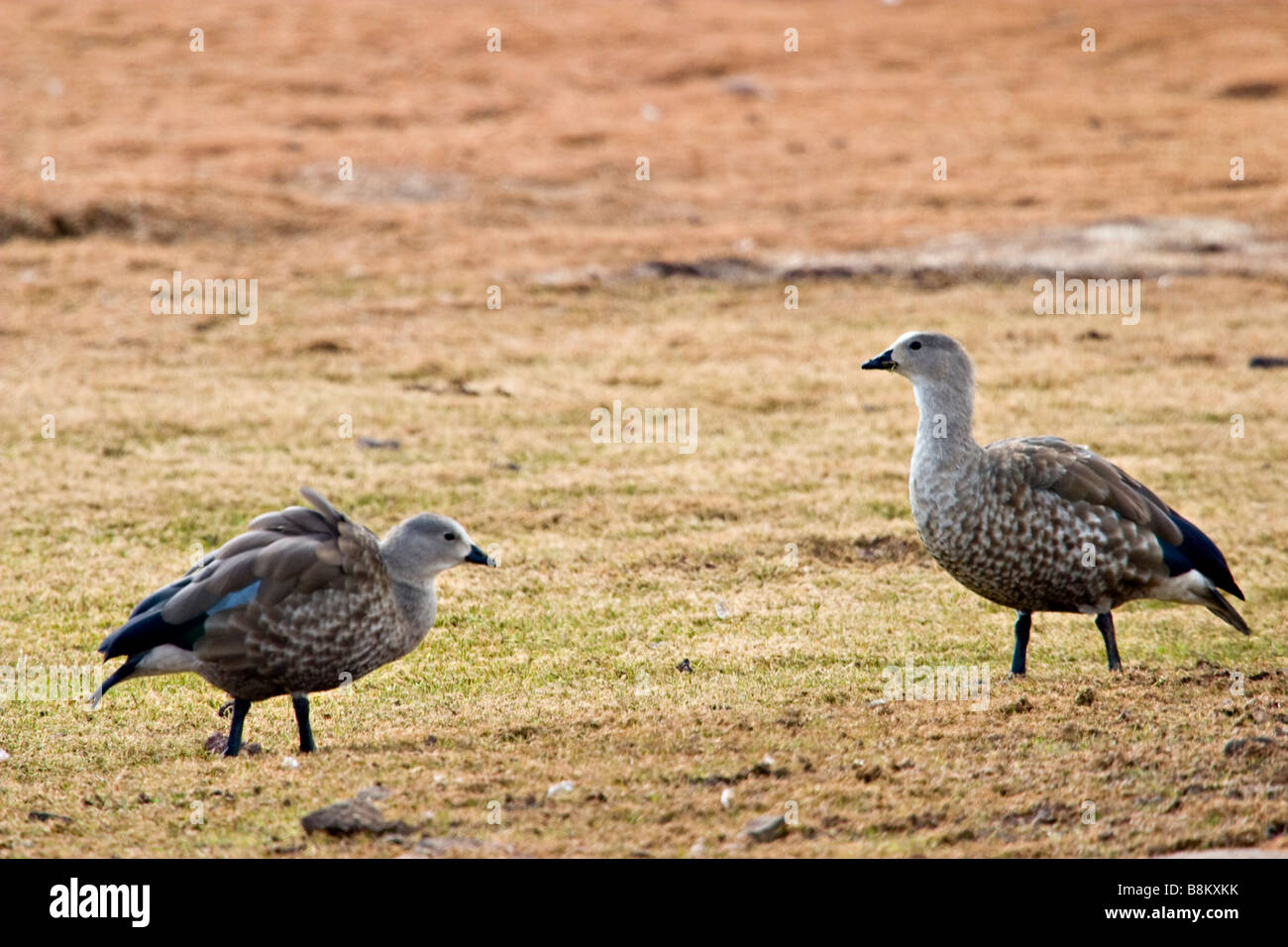 Blue-winged Goose (Cyanochen cyanopterus) endemic to Ethiopia, Africa Stock Photo