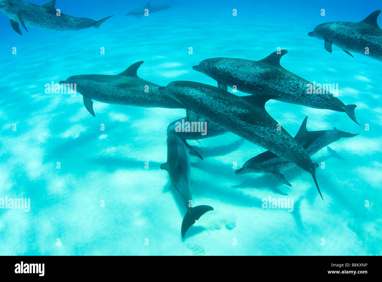 Spotted Dolphins Stenella Atlantic Ocean Bahamas Stock Photo