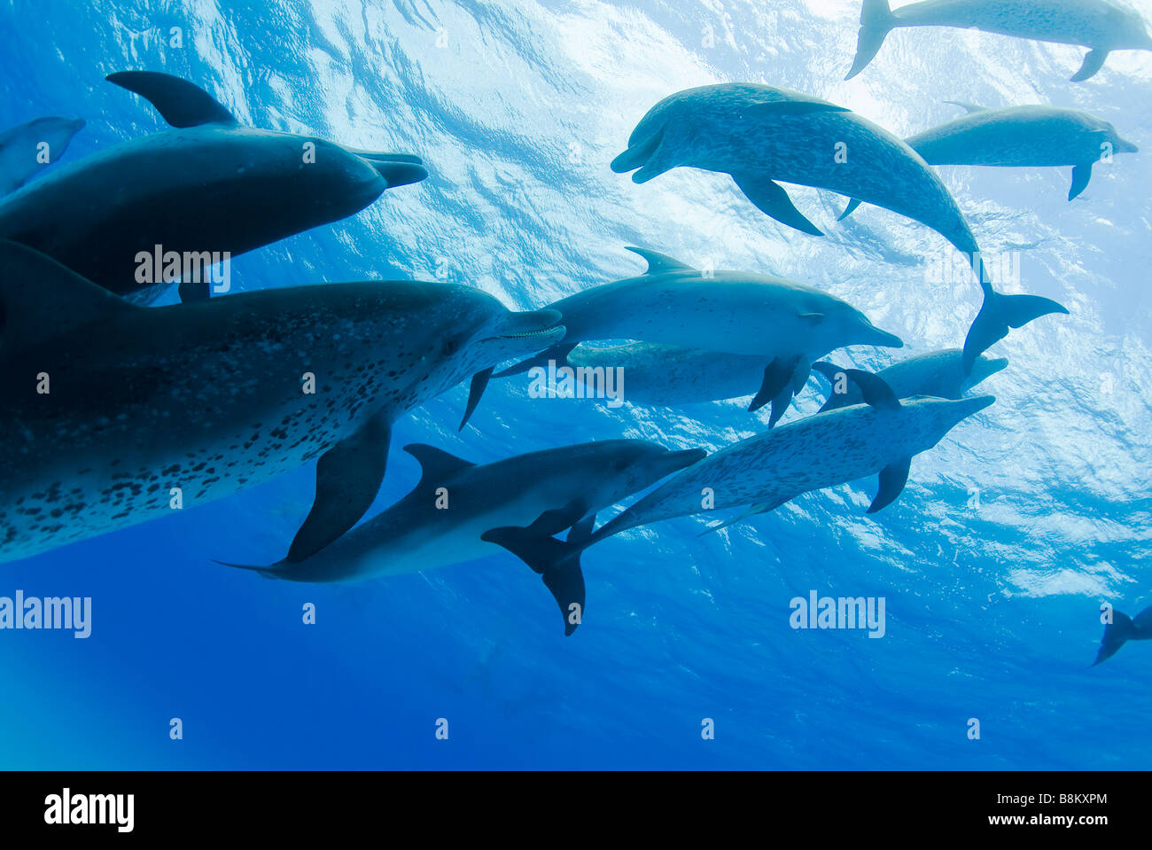 spotted dolphins Stenella sp Atlantic Ocean Bahamas Stock Photo
