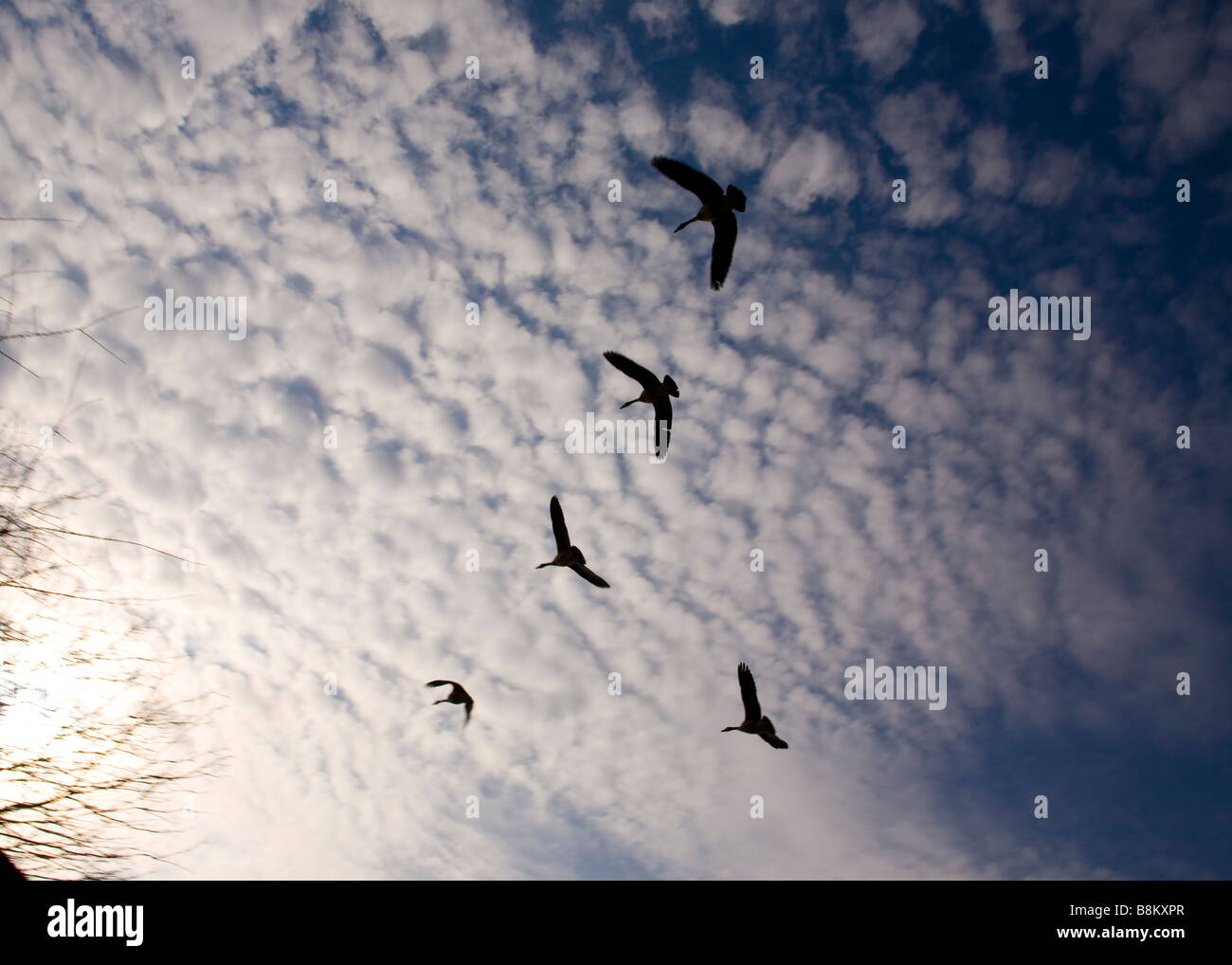 Flying geese flock under cirrocumulus clouds Stock Photo