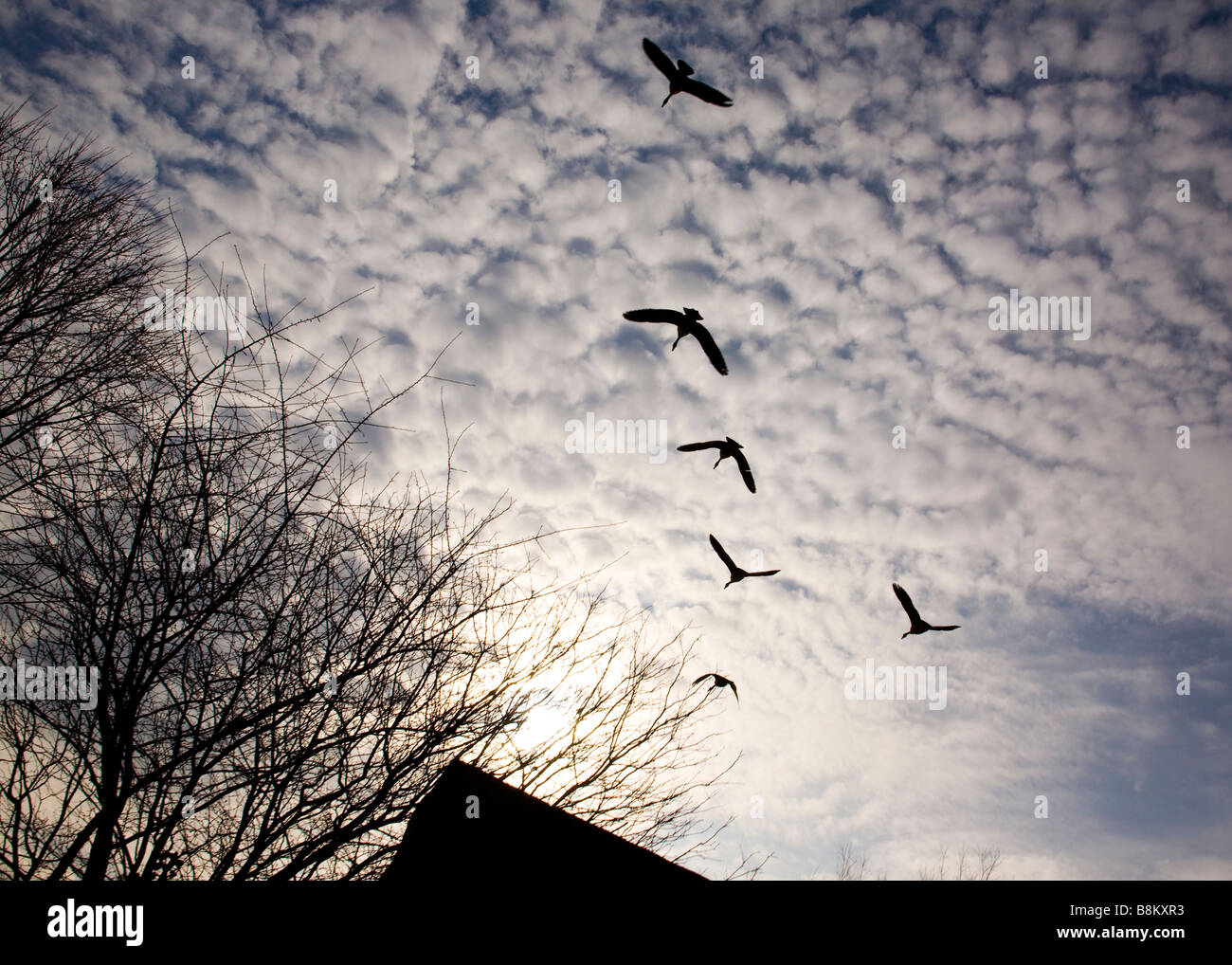 Flying geese flock under cirrocumulus clouds Stock Photo