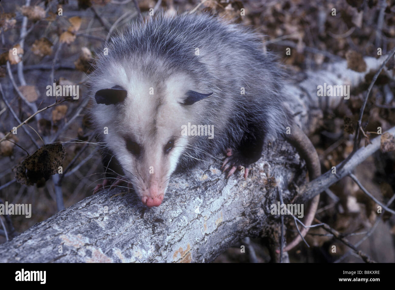Opossum Didelphis marsupialis Colorado Captive Stock Photo