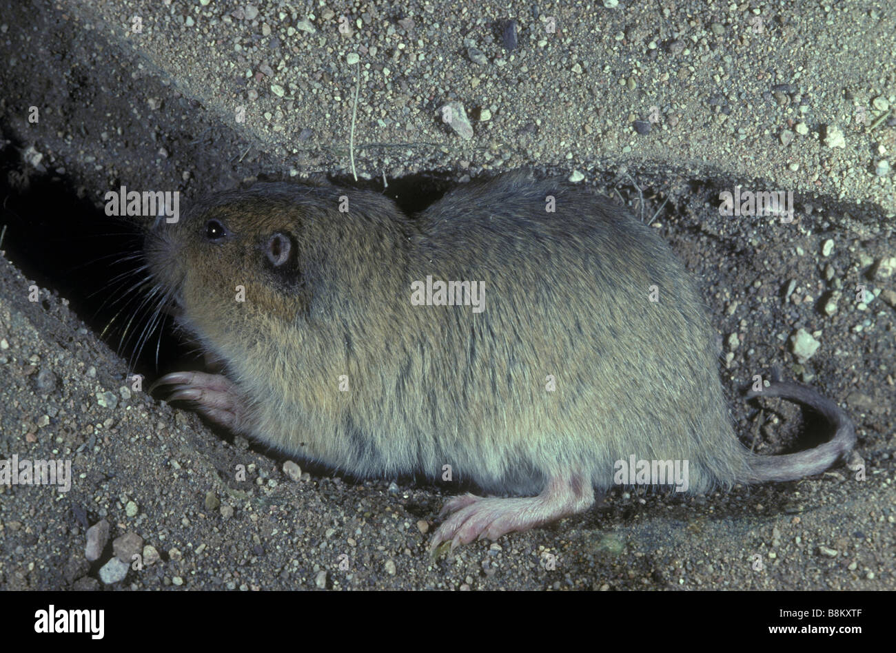 Pocket gopher hires stock photography and images Alamy