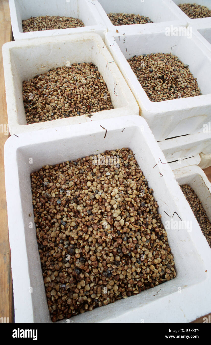 Clam sorting hi-res stock photography and images - Alamy