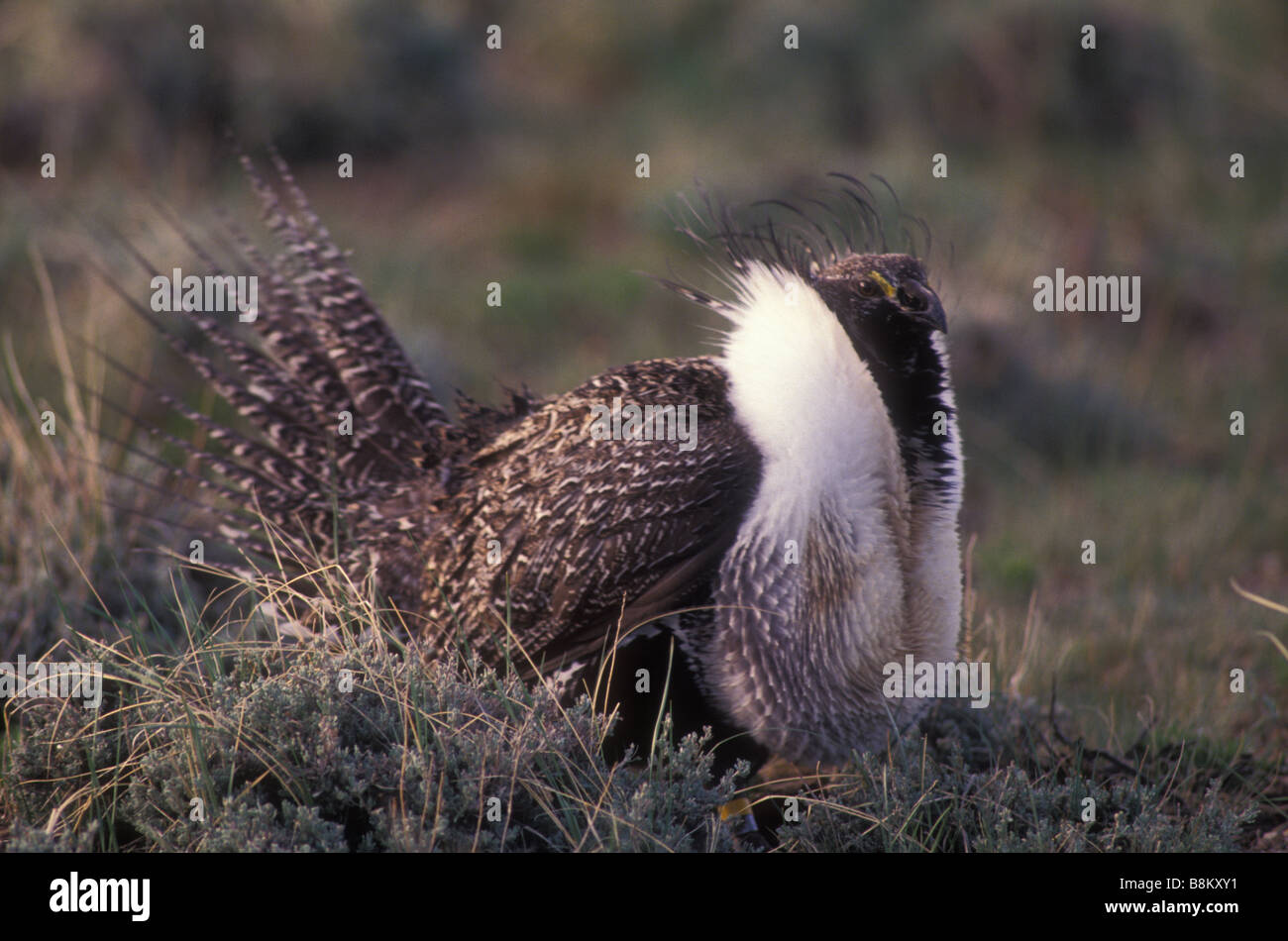 Sage Grouse (Centrocercus urophasianus) Male on lek - Colorado USA Stock Photo