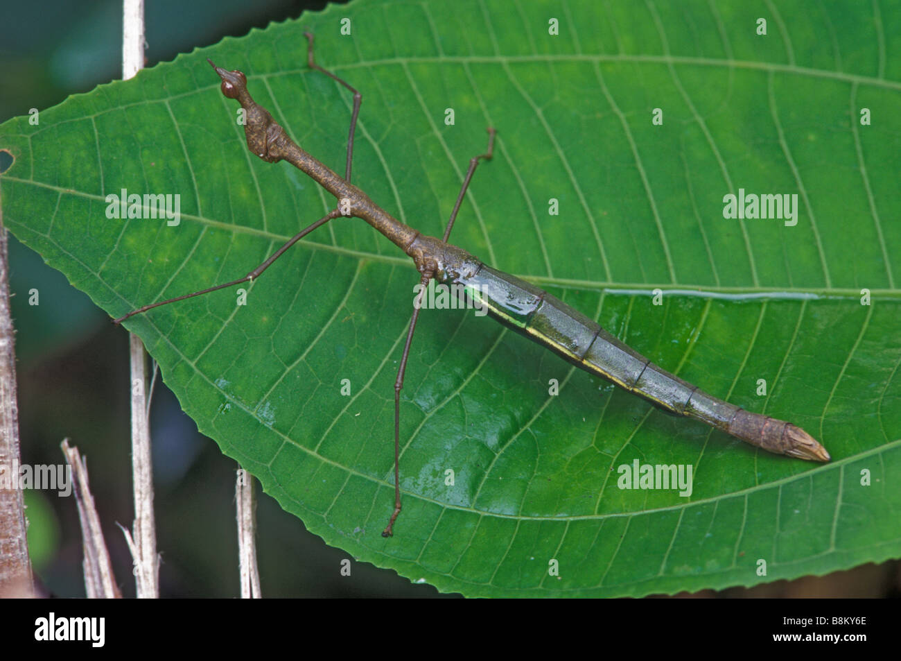 Walking Stick (Family Phasmatidae) Tropical rainforest - Peru Stock Photo