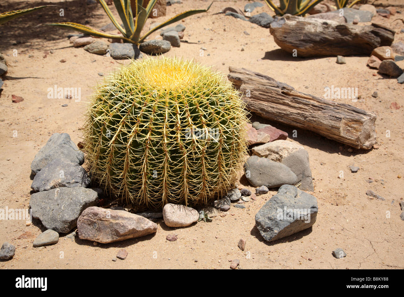 Round cactus Stock Photo