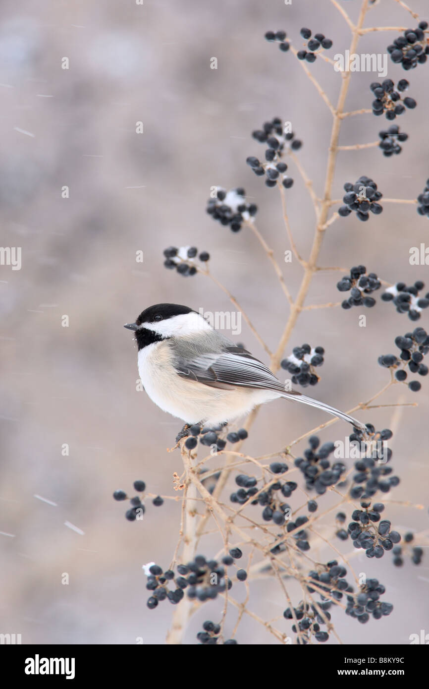 Black capped Chickadee Perched in Privet - Vertical Stock Photo