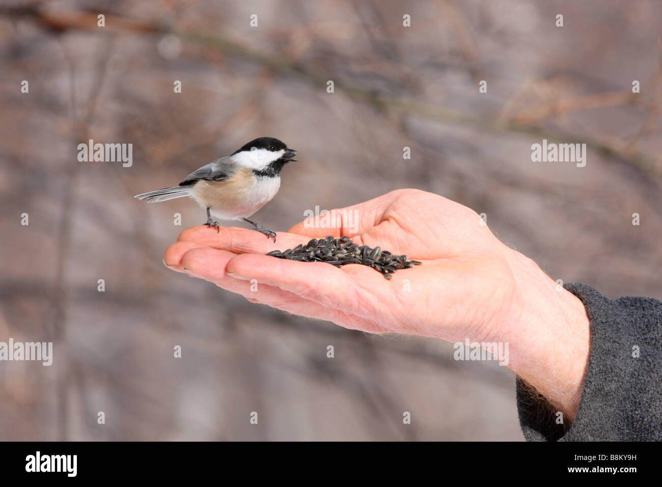 Black capped Chickadee being hand fed Stock Photo