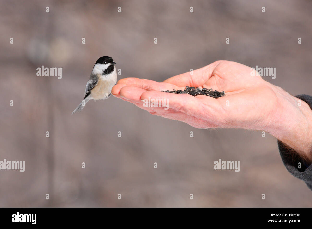 Black capped Chickadee being hand fed Stock Photo