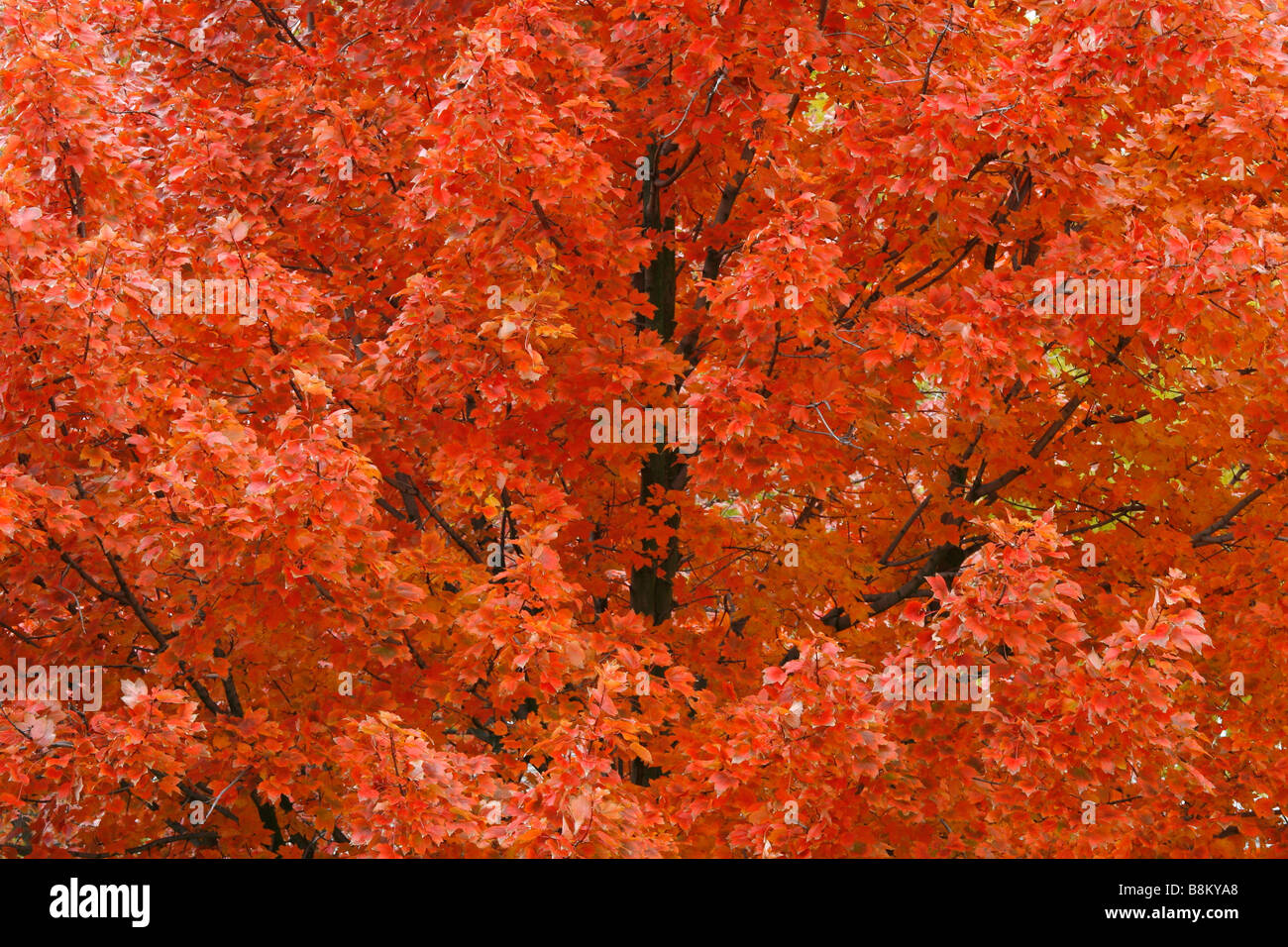 Red Maple Tree Stock Photo - Alamy