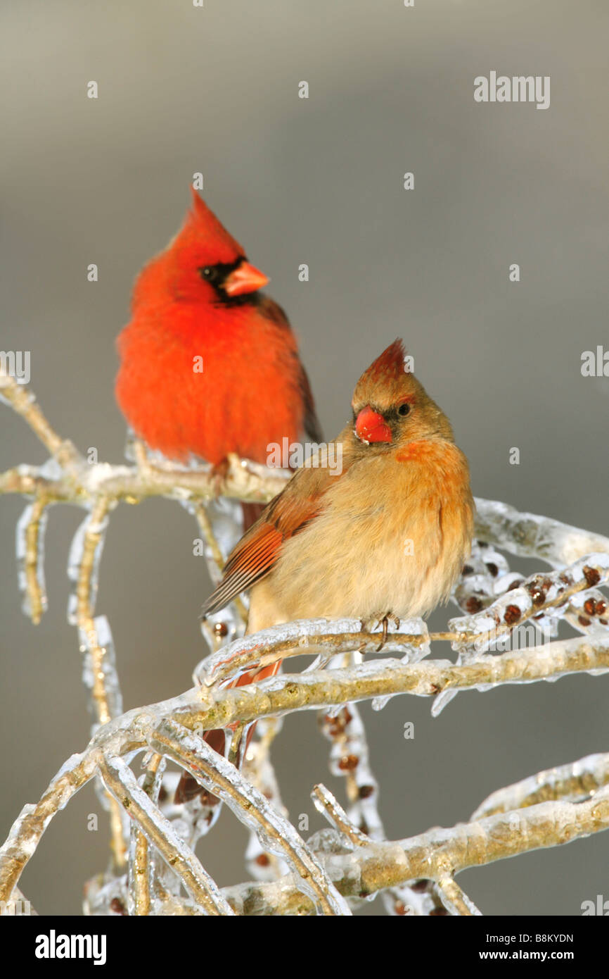 Northern Cardinals Perched in Ice - Vertical Stock Photo