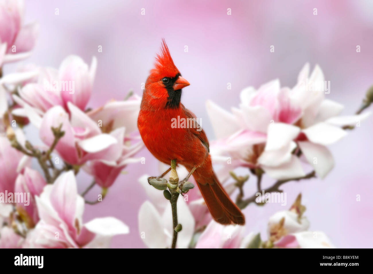 Northern Cardinal Perched in Magnolia Tree Blossoms Stock Photo