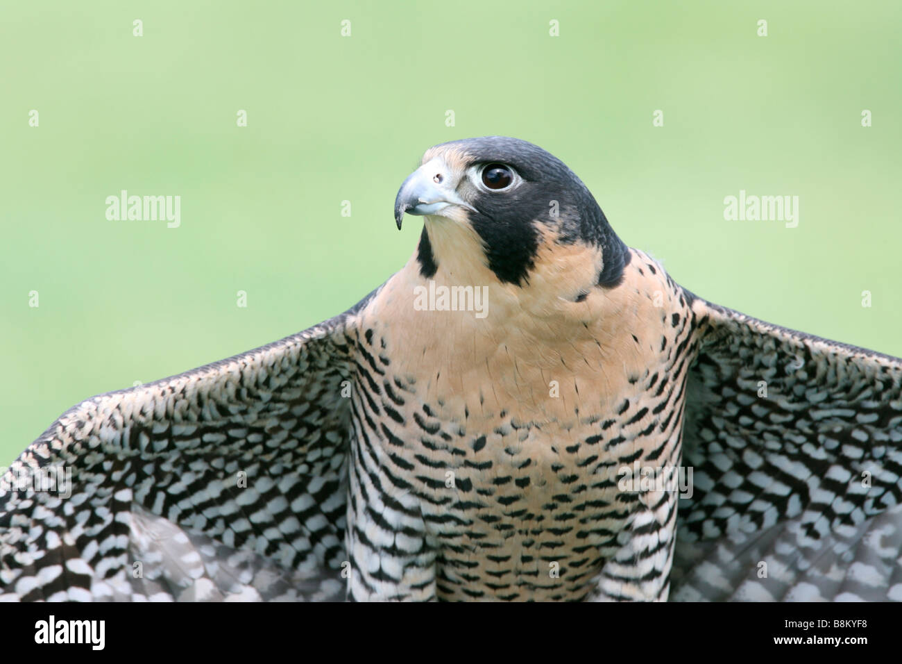 Peregrine Falcon captive Stock Photo