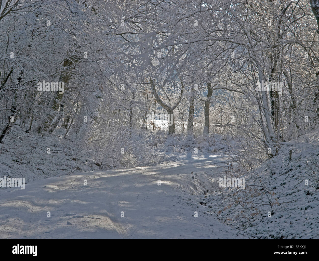 way in the forest with much snow and a lot of trees with snow Stock ...