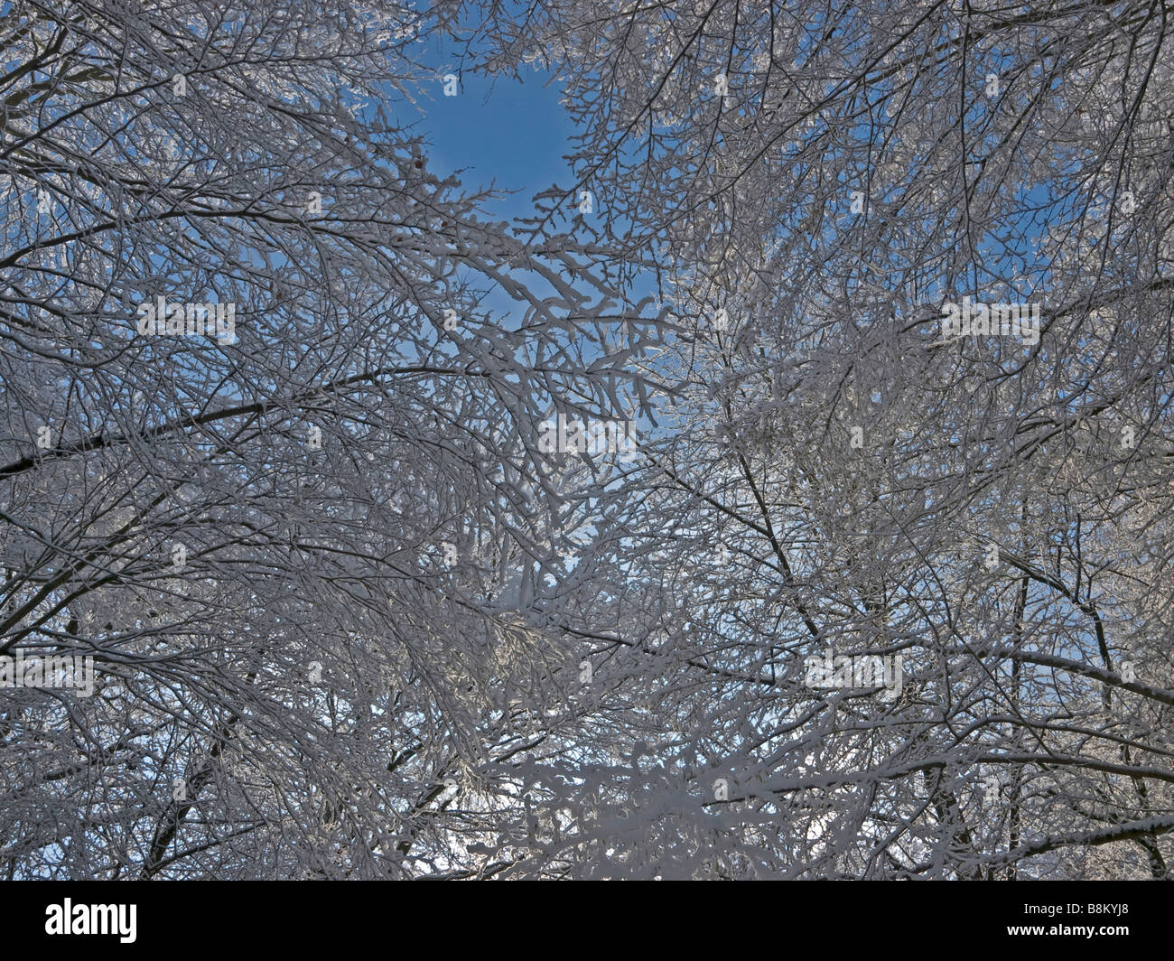 trees with much snow in the blue sky Stock Photo - Alamy