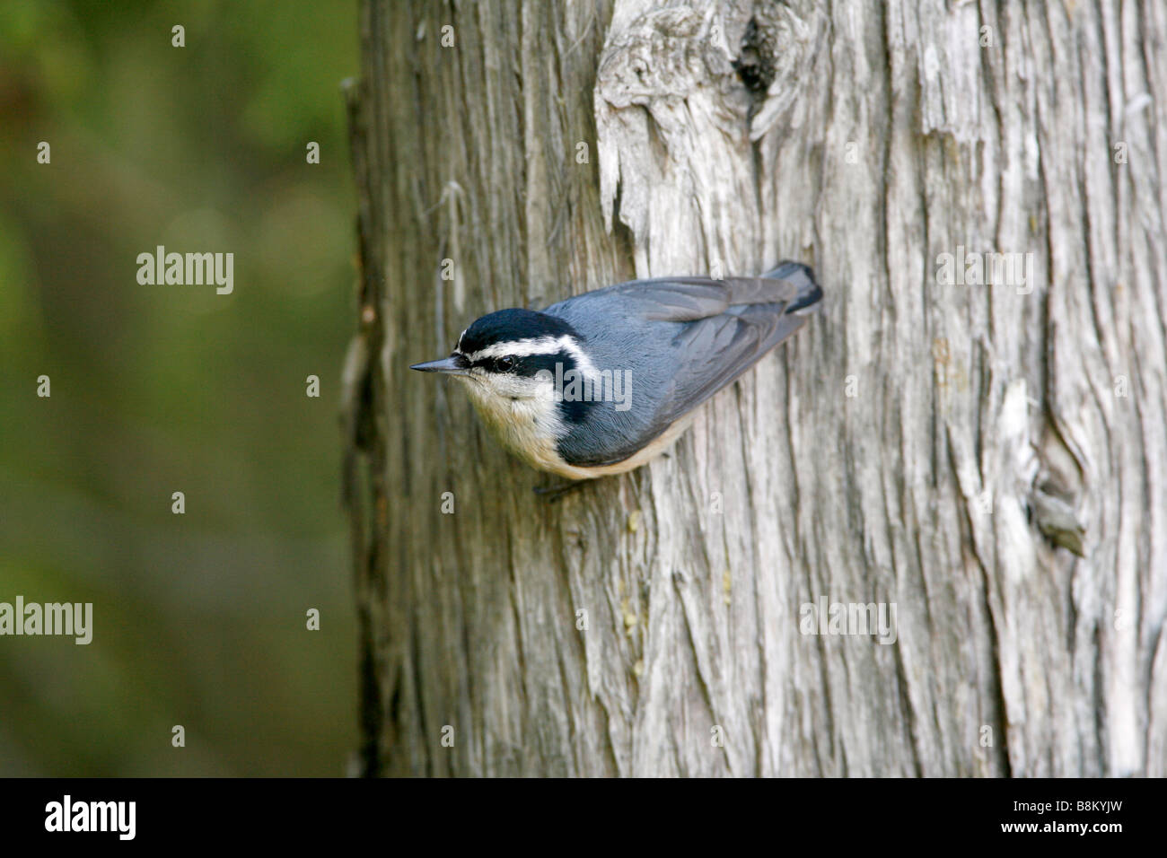 Red-breasted Nuthatch Stock Photo