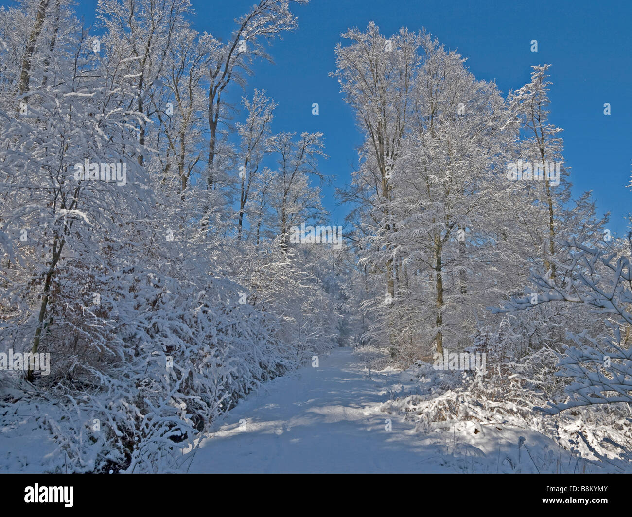 way in the forest with much snow and tracks and a lot of trees with ...