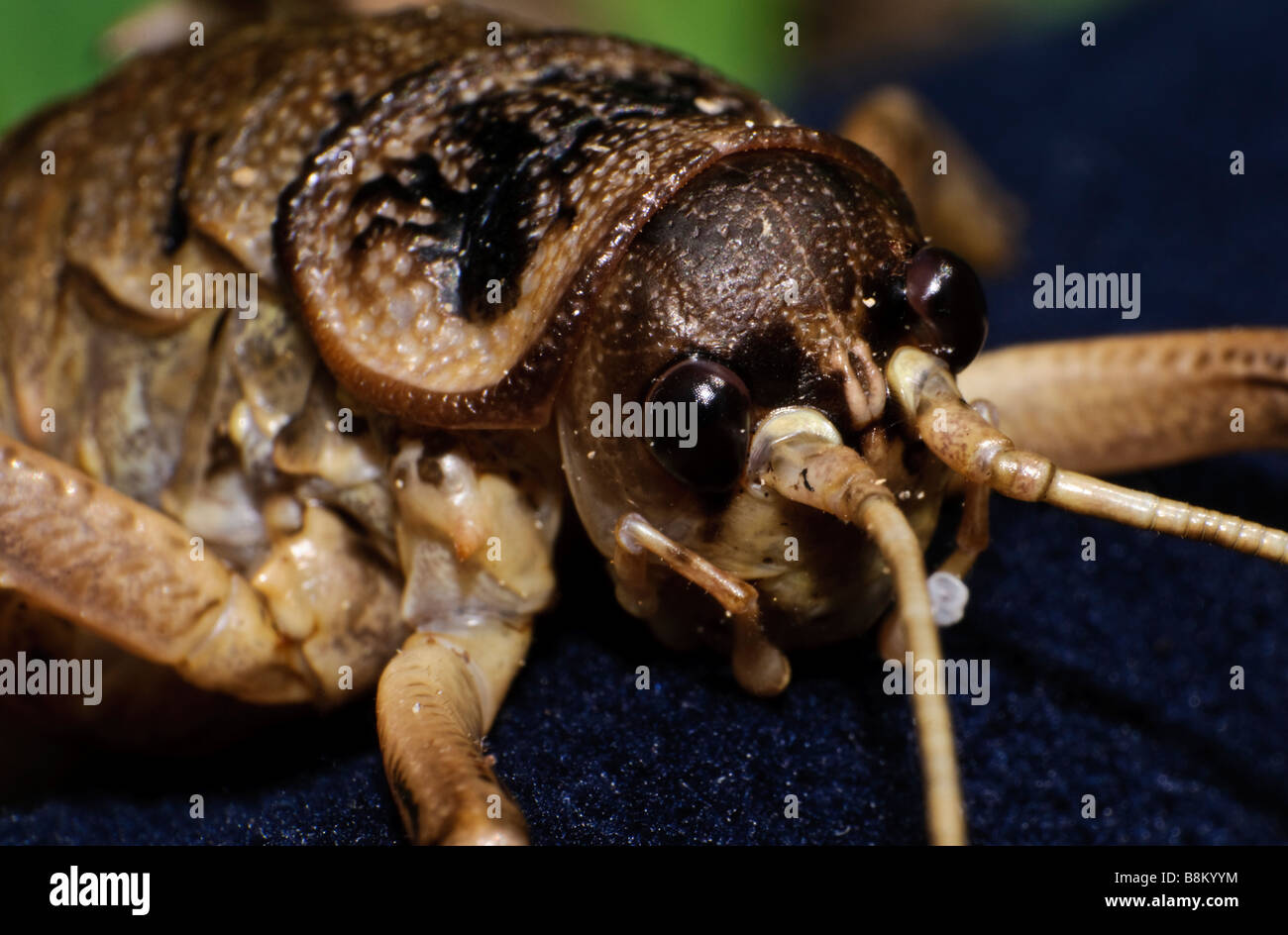 A male New Zealand Cook Strait giant weta (Deinacrida rugosa) - a member of the cricket family Stock Photo