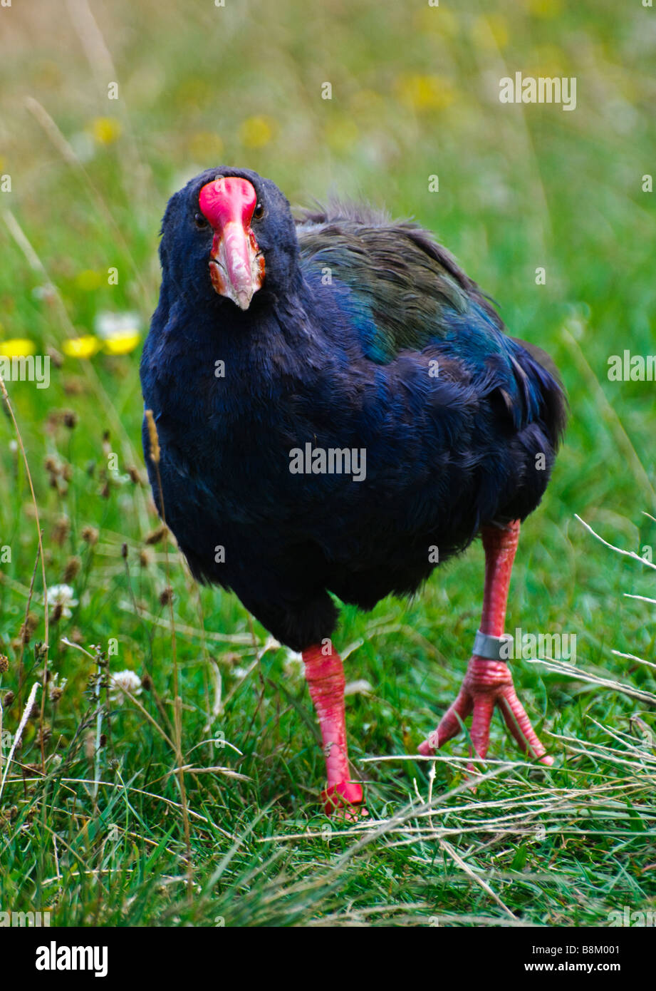 New Zealand takahe (Porphyrio hochstetteri; an endangered flightless rail) walking Stock Photo