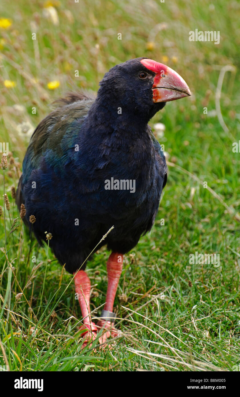 New Zealand takahe (Porphyrio hochstetteri; an endangered flightless rail) Stock Photo