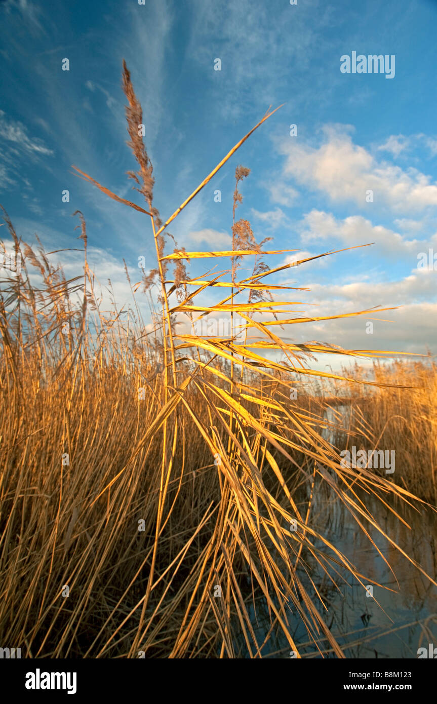 Common Reed, Phragmites australis, reedbed, Isle of Sheppey, Kent ...