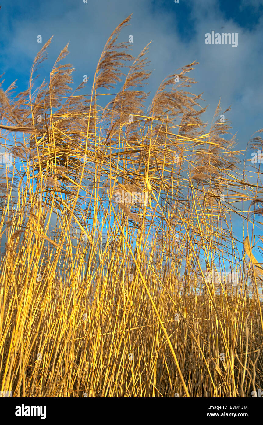 Common Reed, Phragmites australis, reedbed, Isle of Sheppey, Kent ...
