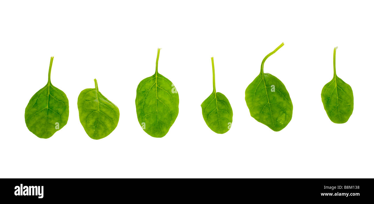 fresh spinach leaves isolated on a white background Stock Photo - Alamy