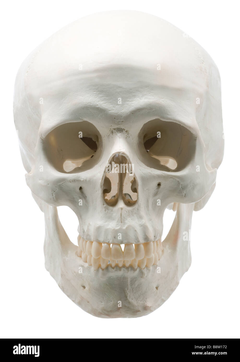 skull,model,example,medical,human,head,research,specimen,forensic Stock Photo