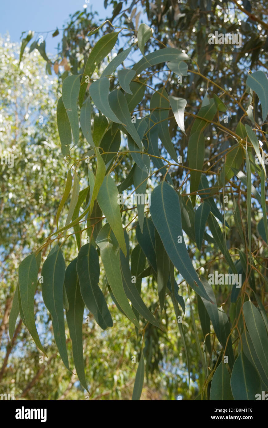 Eucalyptus leaves australian hires stock photography and images Alamy