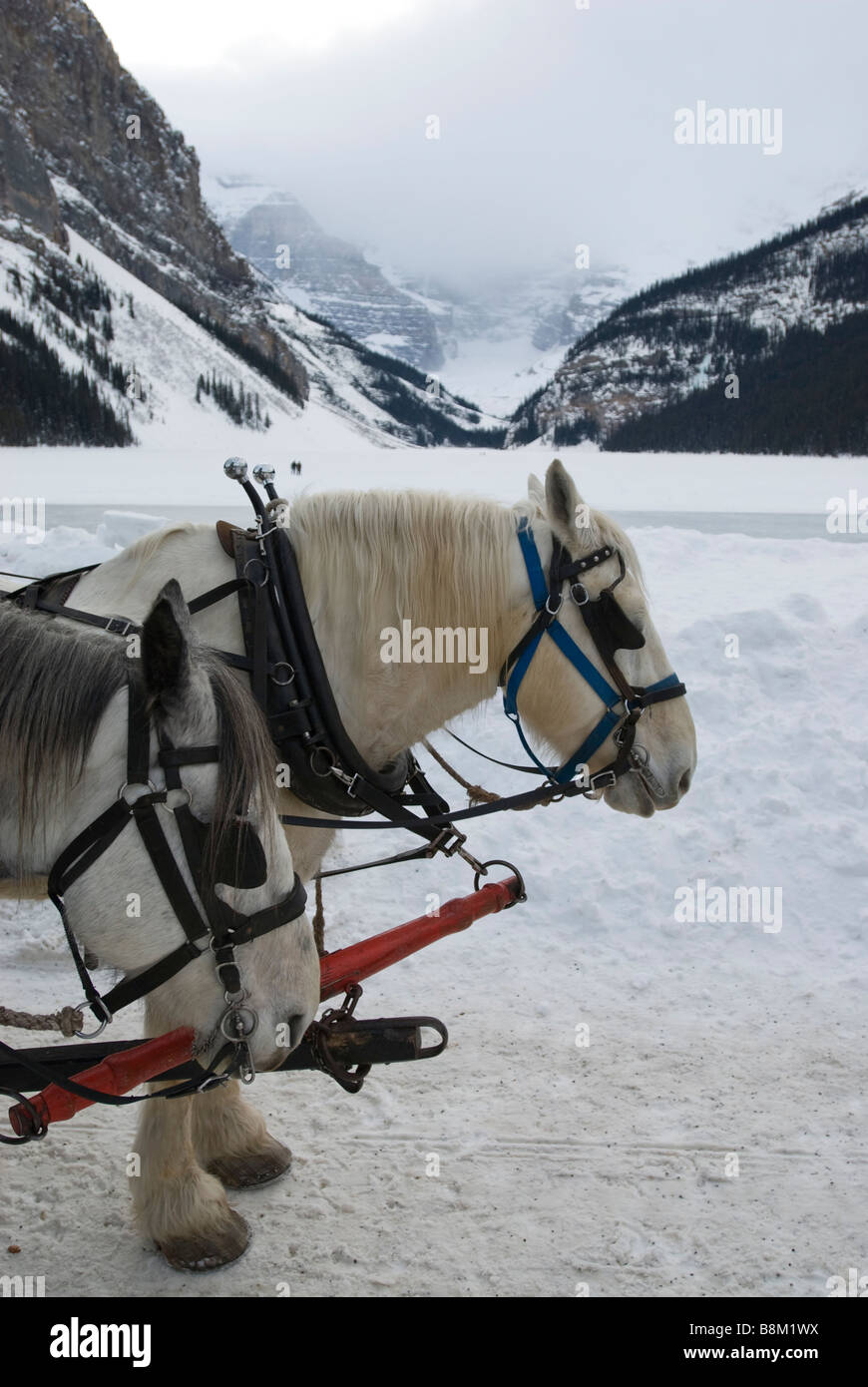 Horses pulling a sleigh at Lake Louise in Banff National Park, Alberta