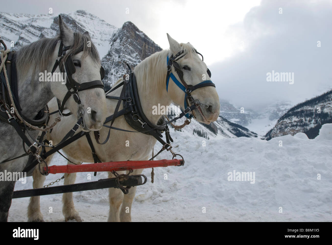 Horses Pulling A Sleigh At Lake Louise In Banff National Park