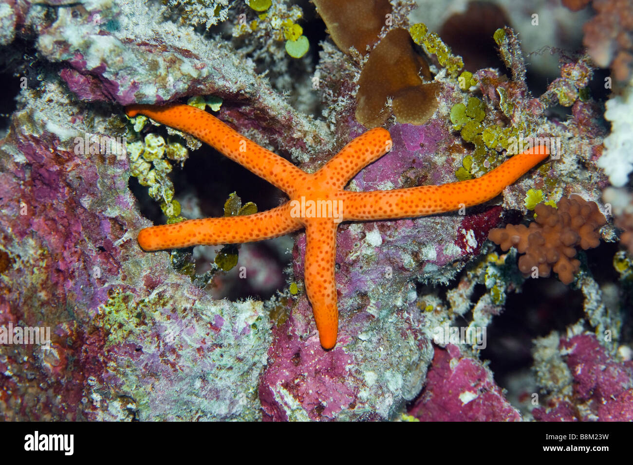 Red starfish Linckia multifora Maldives Indian ocean Addu atoll Stock Photo