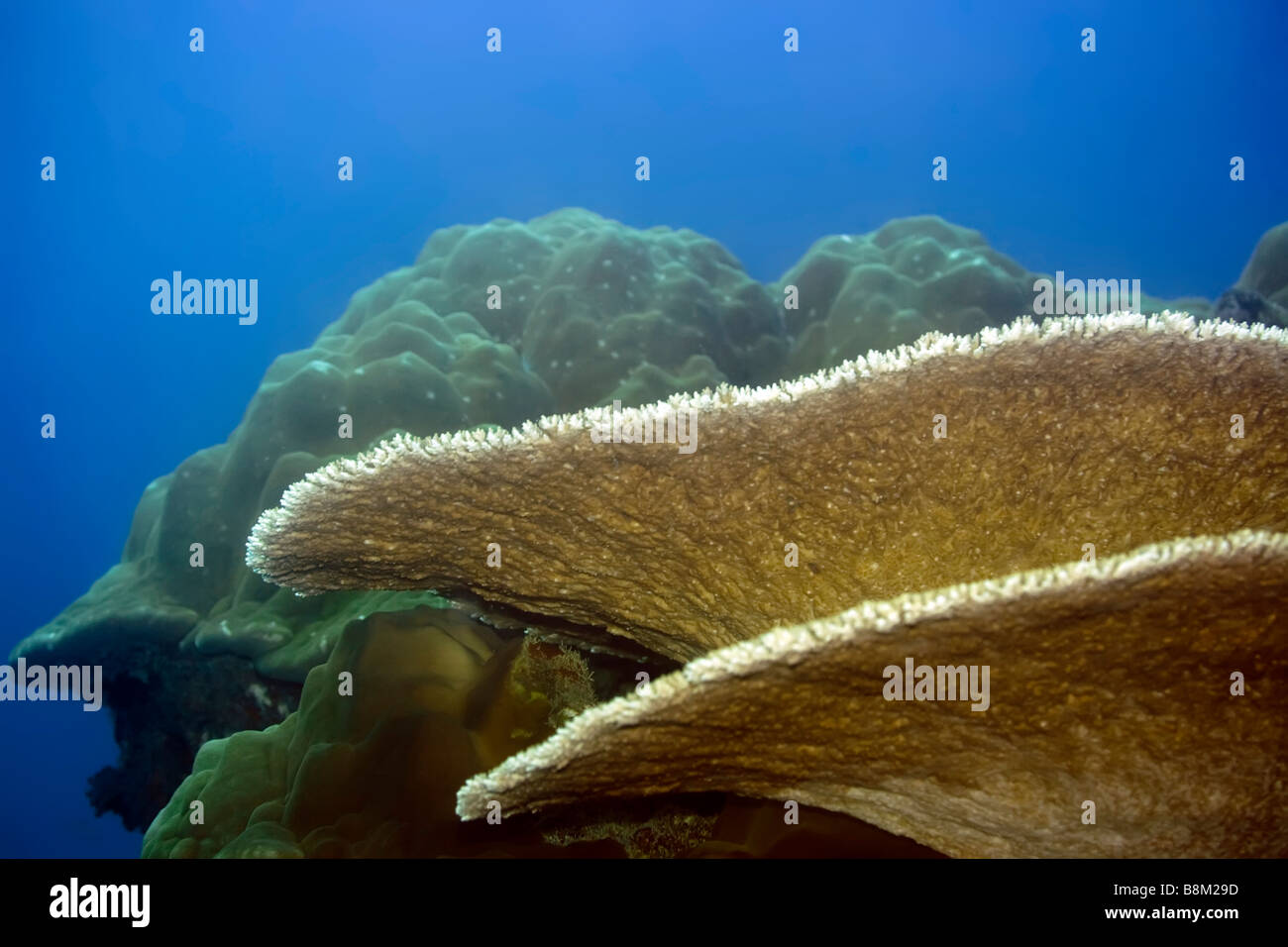 Table coral and Stony coral Maldives Indian ocean Addu atoll Stock Photo