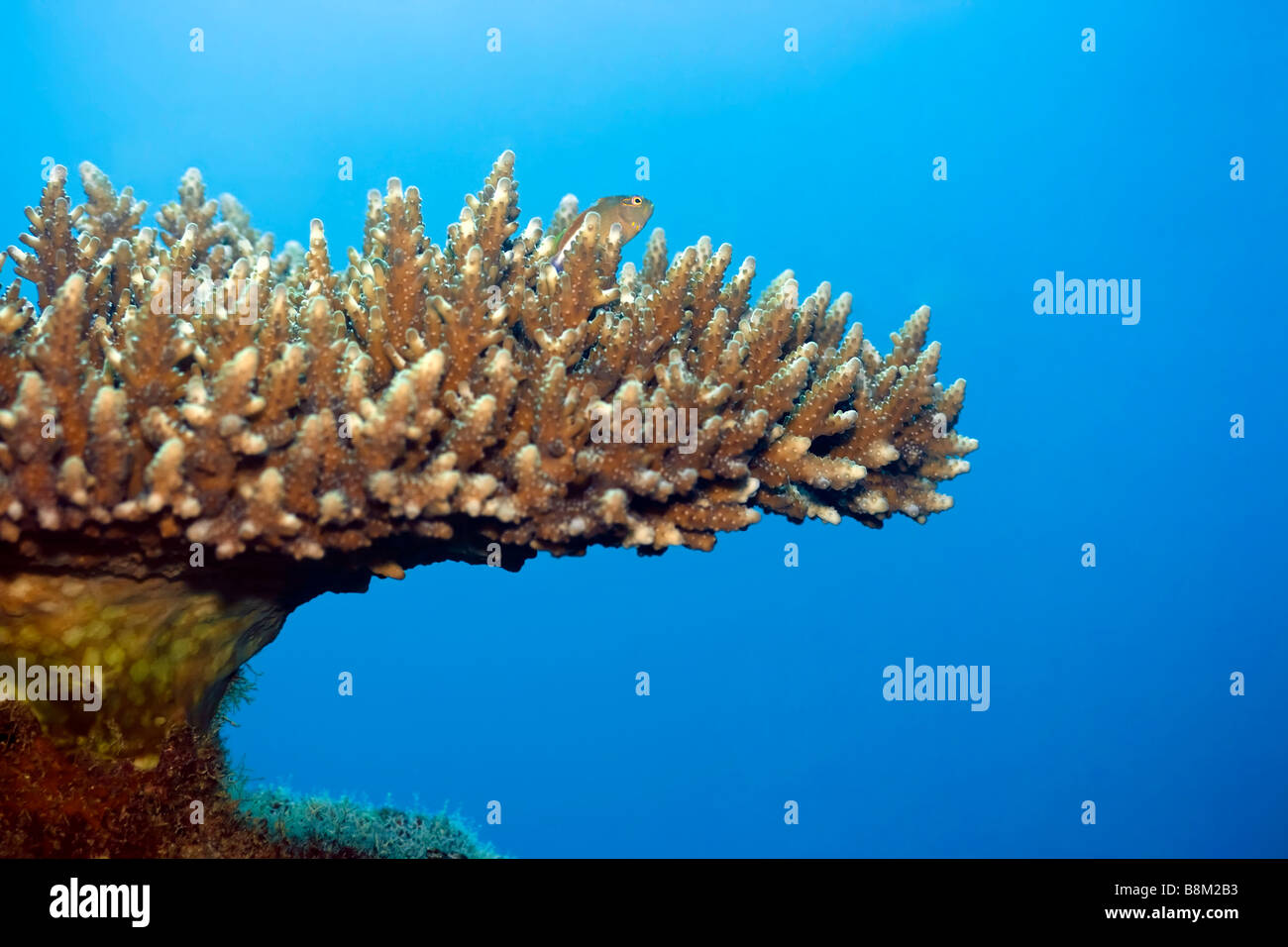 Hard coral and Horseshoe Howkfish Maldives Indian ocean Addu atoll Stock Photo