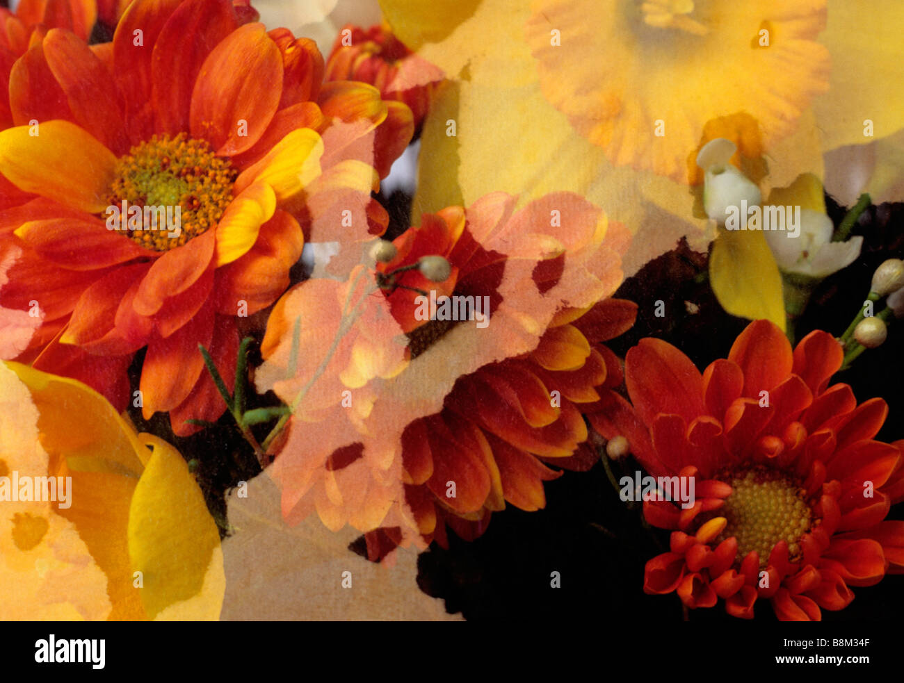 Chrysanthemum orange double hi-res stock photography and images - Alamy