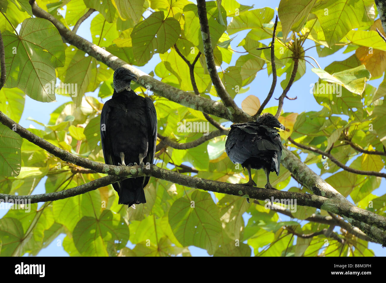 Black Vultures in a Tree Stock Photo Alamy