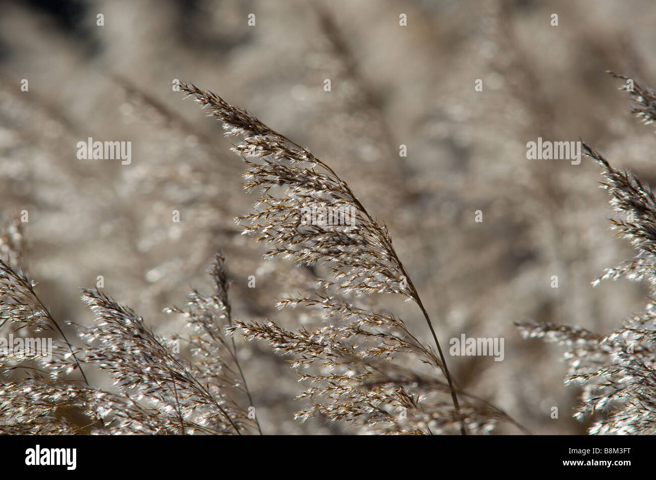 Reed seed heads Stock Photo Alamy
