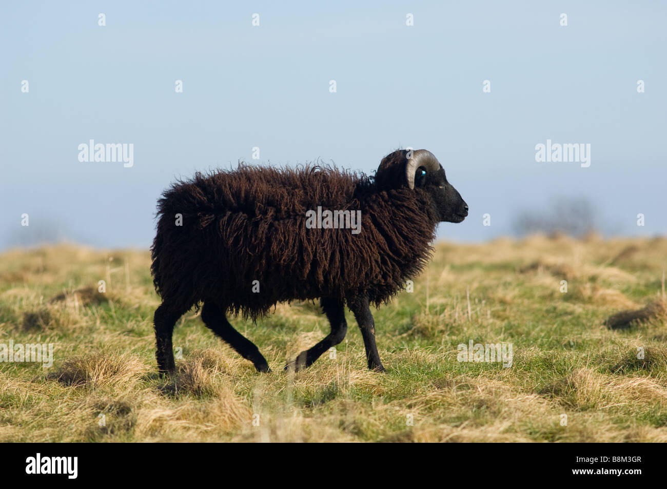 Male, Ram or Buck Hebridean sheep Stock Photo - Alamy