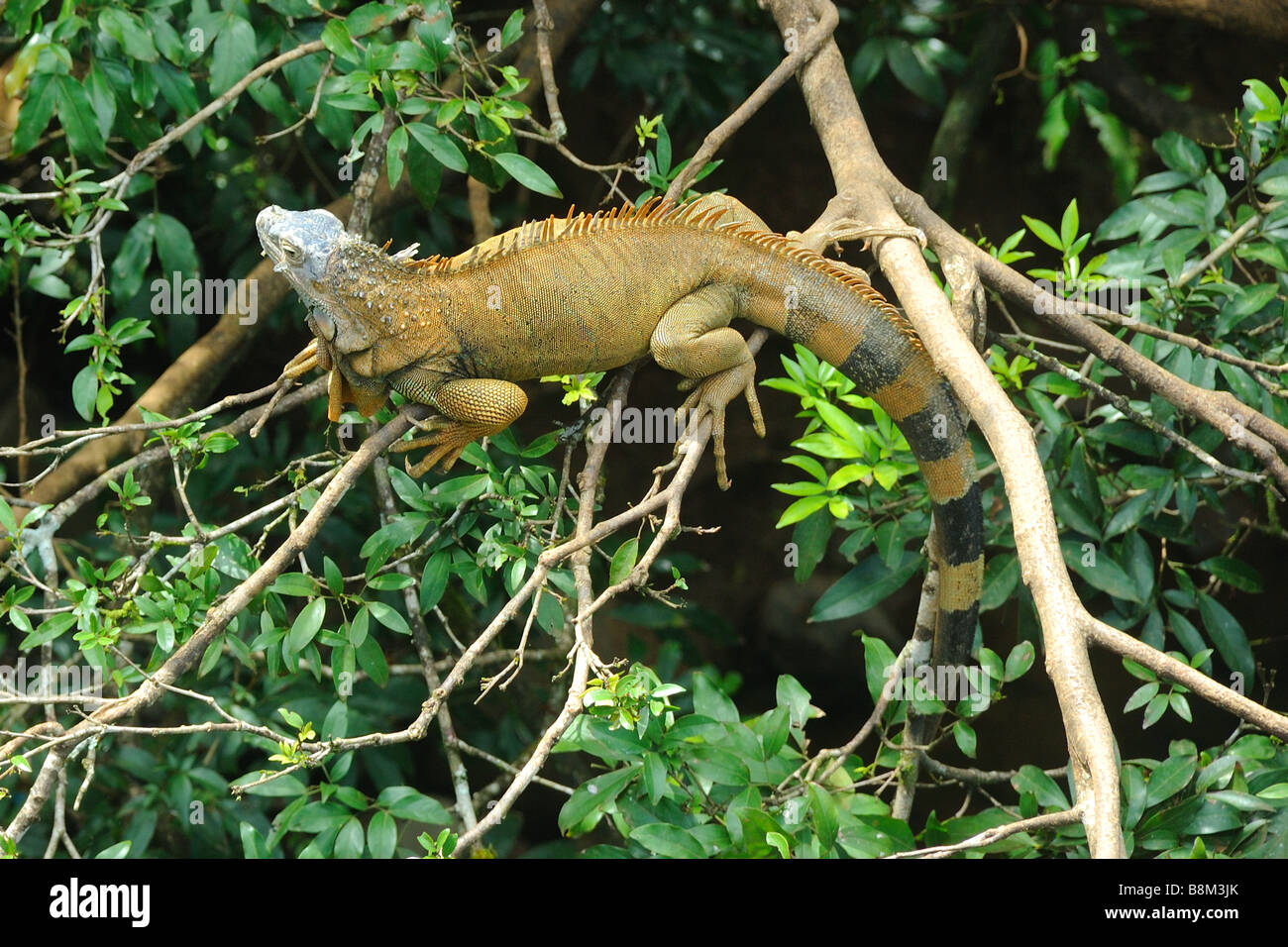 Green Iguana in Tree Stock Photo