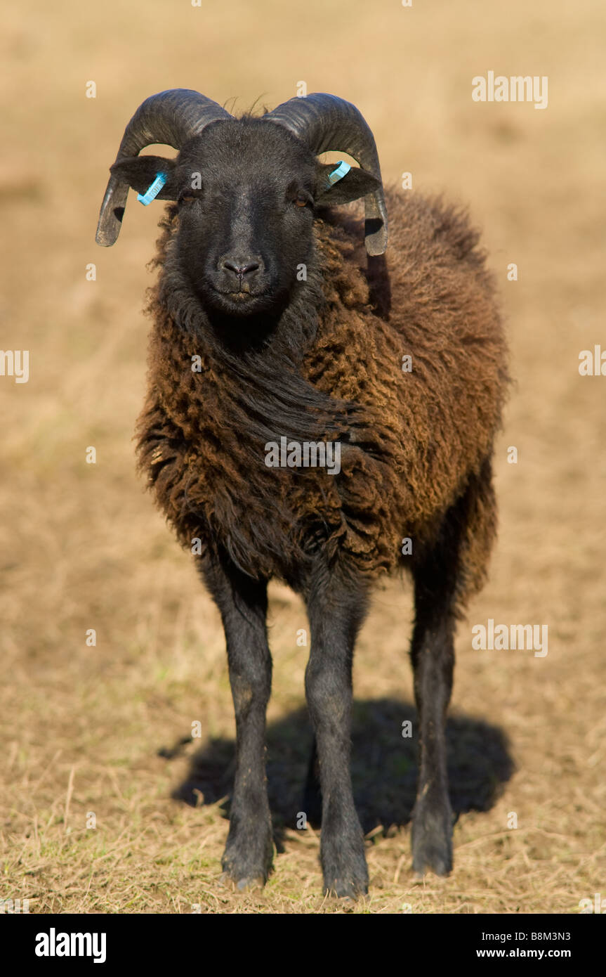 Male, Ram or Buck Hebridean sheep Stock Photo - Alamy