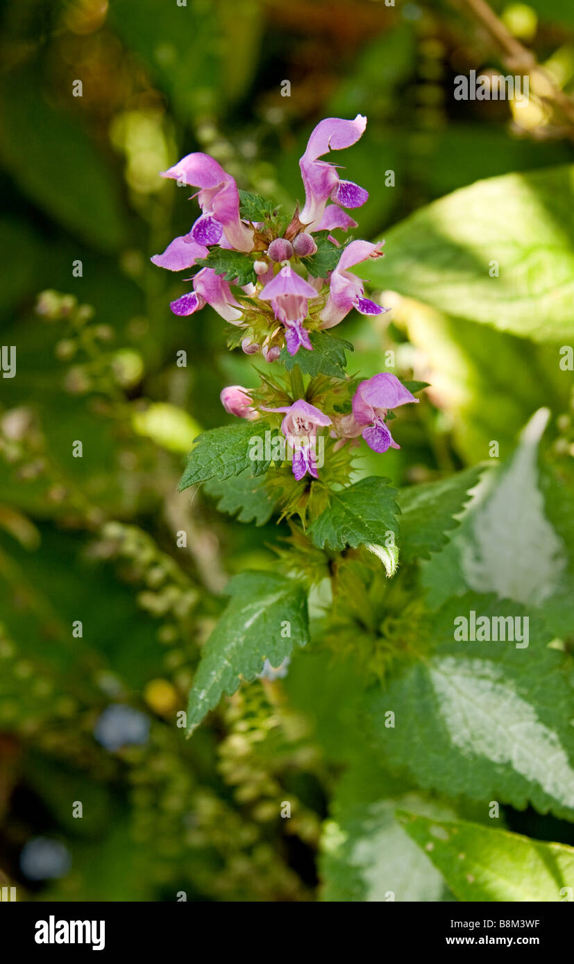 Close up of Lamium maculatum Spotted Dead Nettle Golden Anniversary