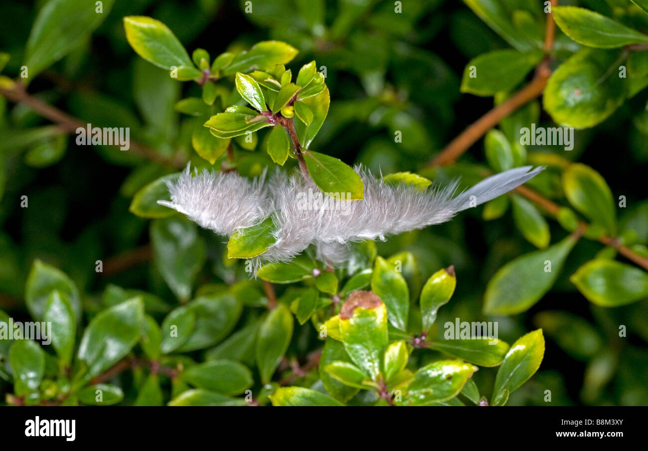 Feather caught in branches of Escallonia Stock Photo