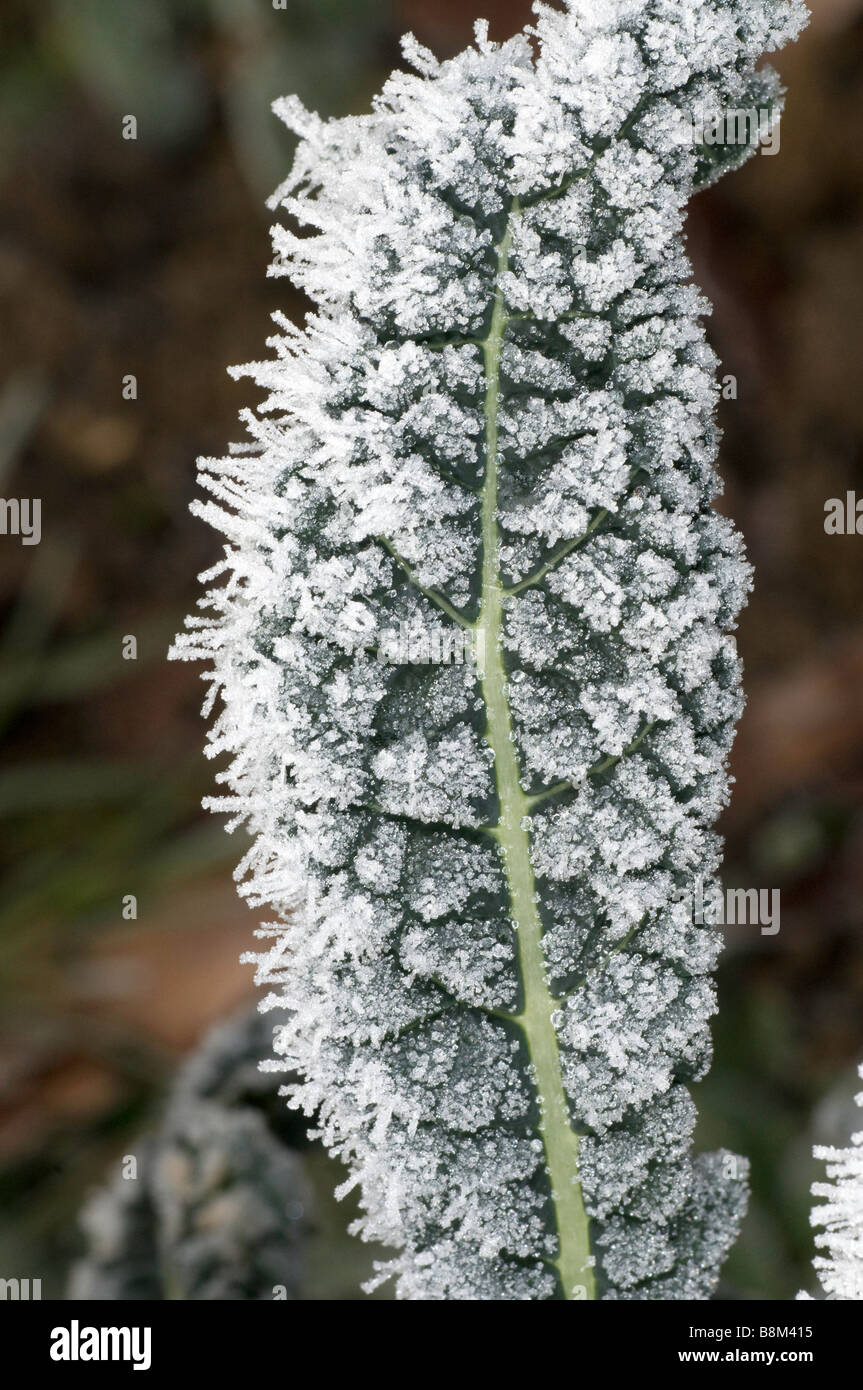 Frost on leaf of a brassica plant Stock Photo