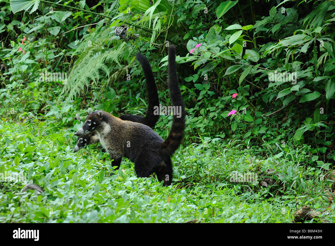 White Nosed Coati Group Stock Photo - Alamy