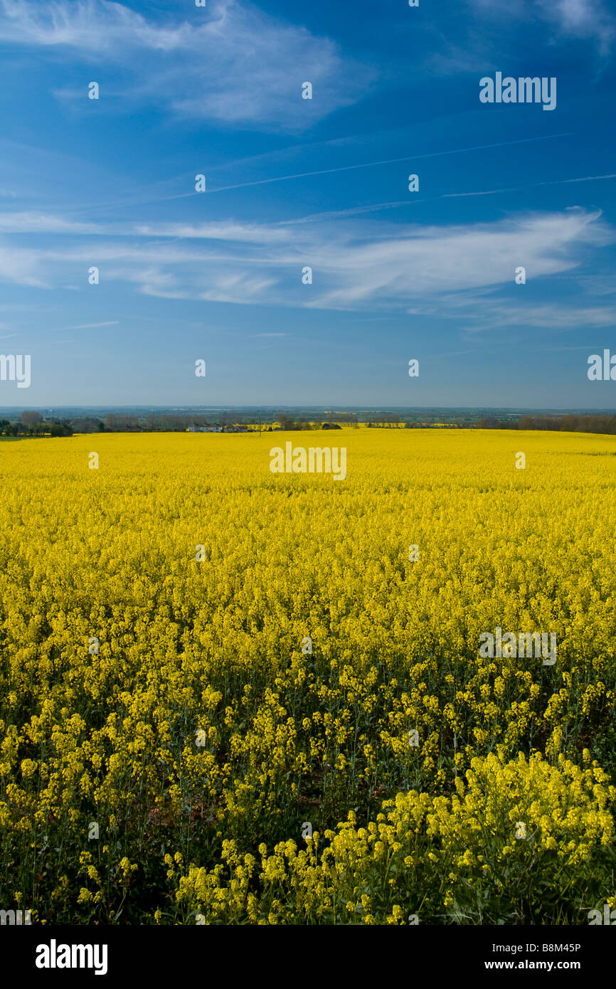 Oil seed rape field Stock Photo - Alamy