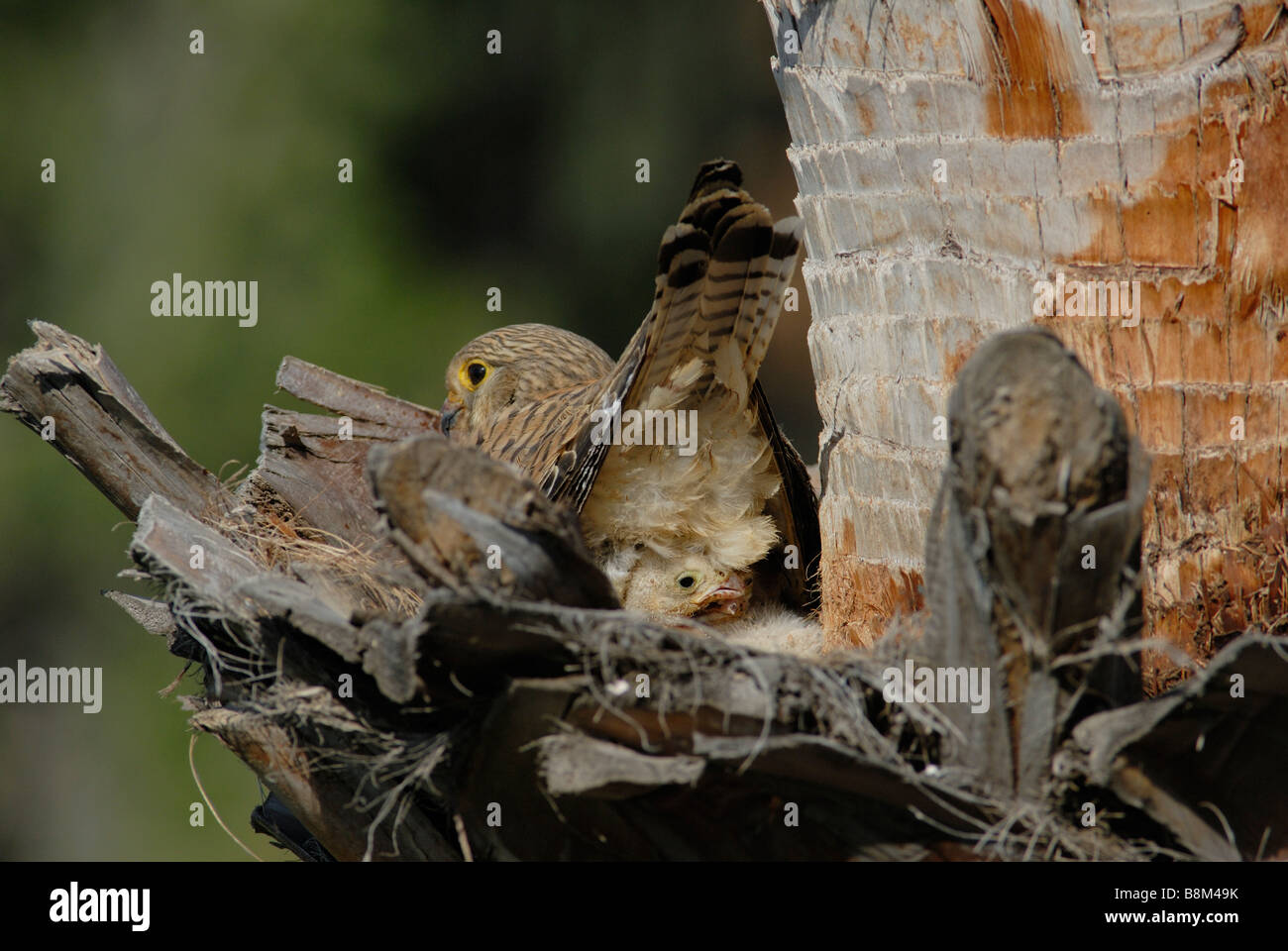 adult-female-kestrel-siting-in-nest-with-young-chick-sitting-under-her
