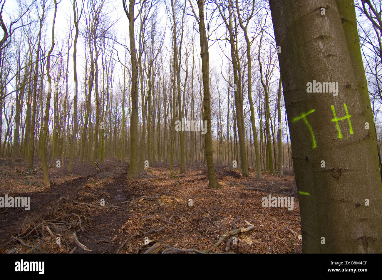 Beech trees marked up for felling Stock Photo